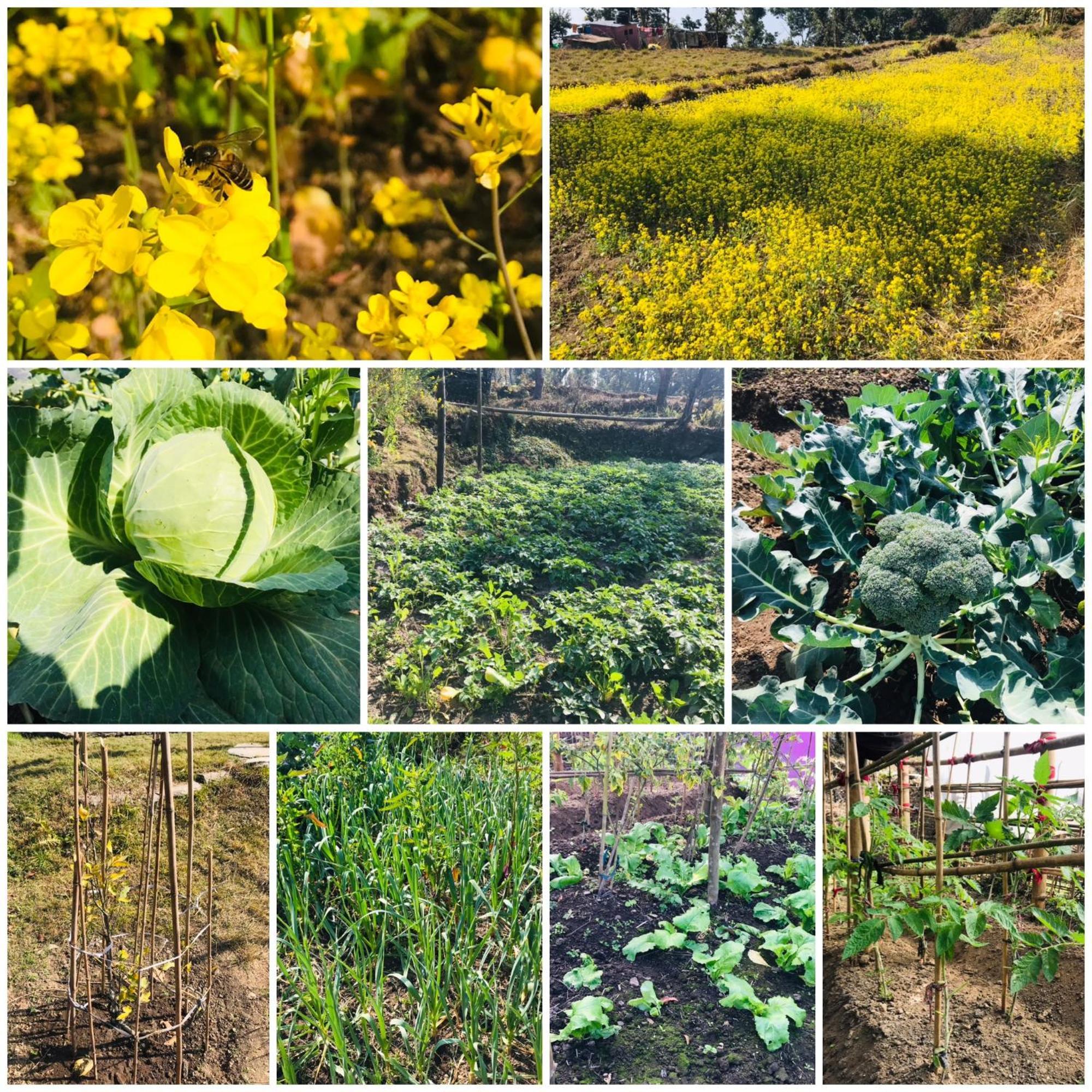 Hom'S Homestay & Farmstay Sarangkot โพคารา ภายนอก รูปภาพ