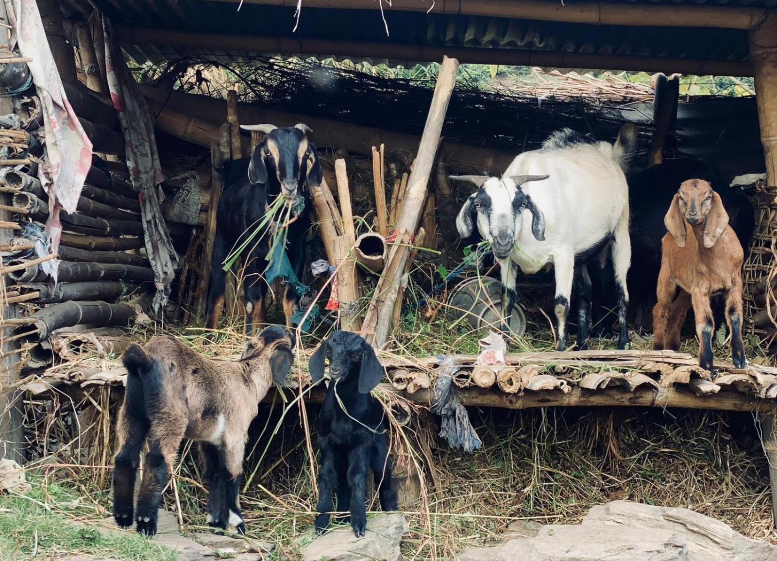 Hom'S Homestay & Farmstay Sarangkot โพคารา ภายนอก รูปภาพ